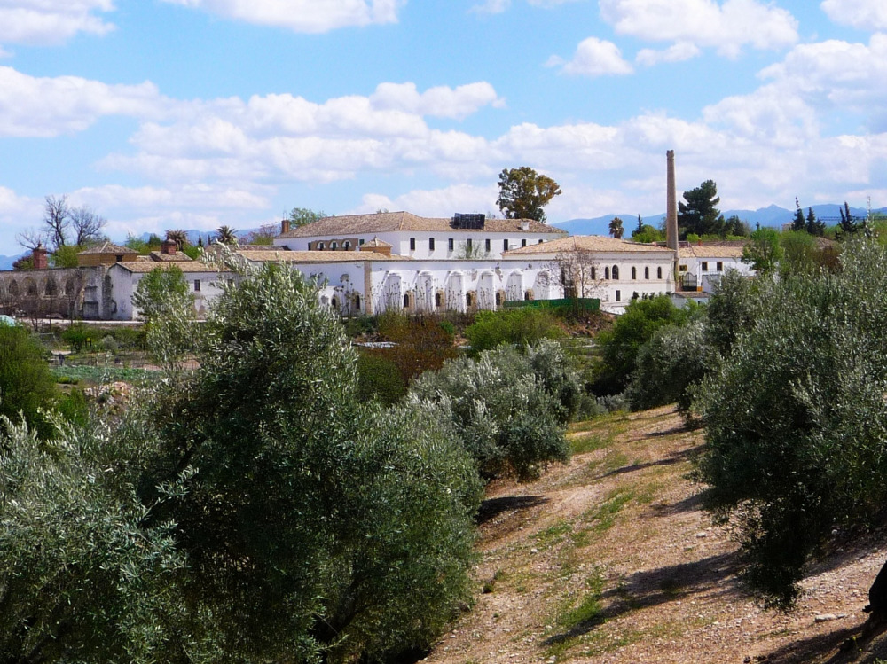 BAEZA H LA LAGUNA 1