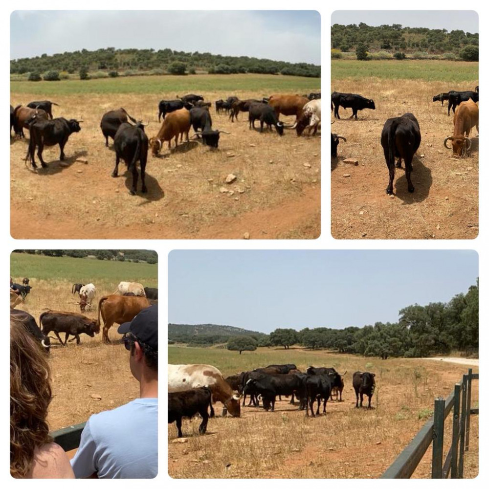 RONDA Amando a los toros