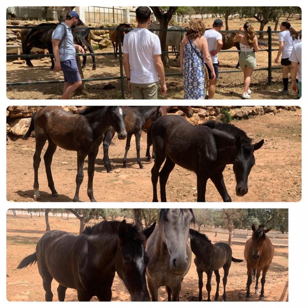 RONDA Caballos y Caballas