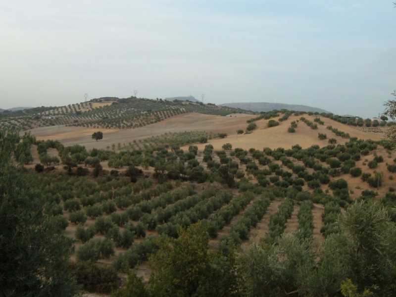olivar