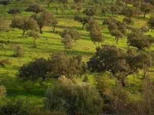 DEHESAS DE SIERRA MORENA