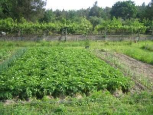 AGRICULTURA ECOLÓGICA Y PAISAJE