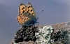 LA RAZÓN DE LAS MARIPOSAS